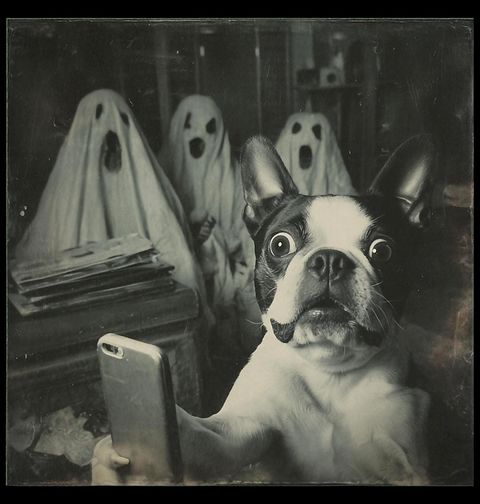 Obrázek produktu Dámské tričko Strašidelné Selfie Boston teriér a Duchové