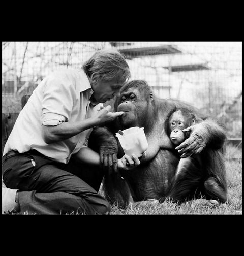 Obrázek produktu Dámské tričko David Attenborough s Orangutanem