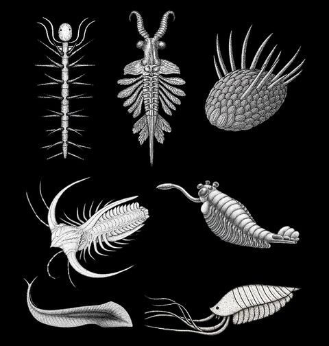 Obrázek produktu Pánské tričko Kambrické Fosílie