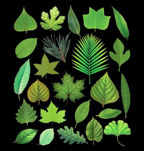 Obrázek produktu Dámské tričko Herbář Lesních Listů