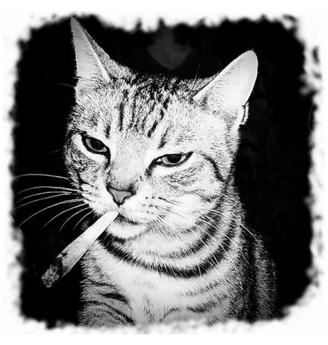 Obrázek produktu Dámské tričko Gangsta Kočka s Jointem