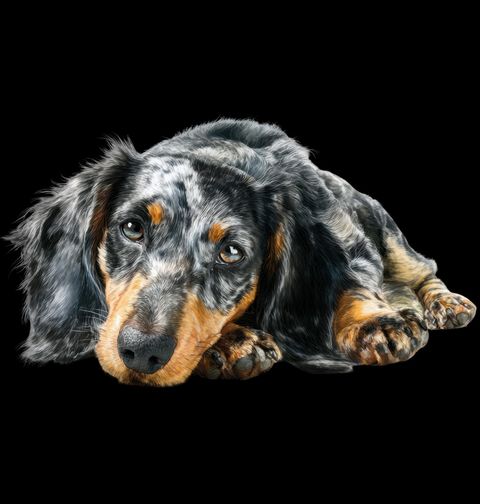 Obrázek produktu Pánské tričko Černý Jezevčík Krátkosrstý