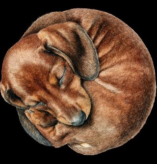 Obrázek 1 produktu Pánská mikina Spící Jezevčík v Klubíčku