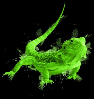 Obrázek 1 produktu Pánská mikina Neonová Agama Vousatá