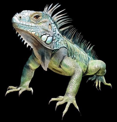 Obrázek produktu Pánské tričko Majestátní Leguán zelený