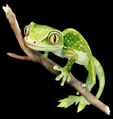 Obrázek produktu Dámské tričko Novozélandský Zelený Gekon Naultinus