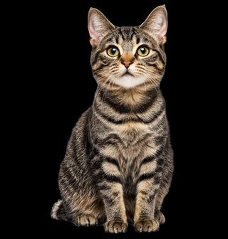 Obrázek 2 produktu Pánské tričko Krátkosrstá Mourovatá Kočka