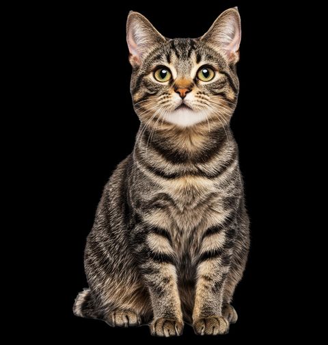 Obrázek produktu Pánská mikina Krátkosrstá Mourovatá Kočka