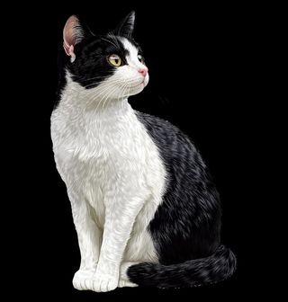 Obrázek 2 produktu Dámské tričko Elegantní Černobílá Kočka Tuxedo