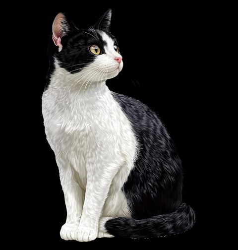 Obrázek produktu Pánské tričko Elegantní Černobílá Kočka Tuxedo