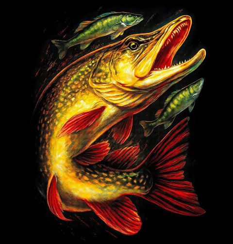 Obrázek produktu Pánské tričko Dravá Ryba Štika obecná