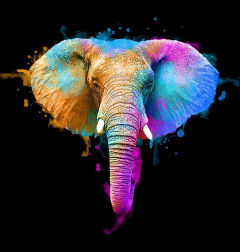 Obrázek produktu Dětské tričko Slon indický Festival Barev Hólí