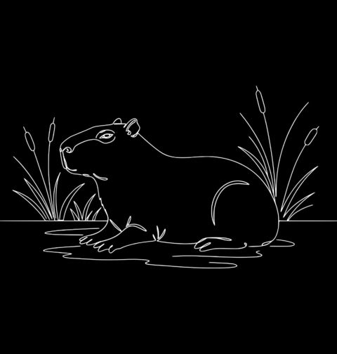 Obrázek produktu Dámské tričko Kapybara Line Art