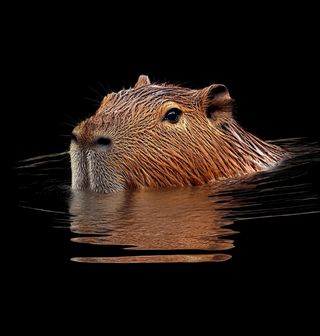 Obrázek 2 produktu Pánská mikina Kapybara ve Vodě