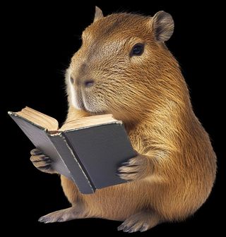 Obrázek 2 produktu Pánské tričko Čtenář Kapybara