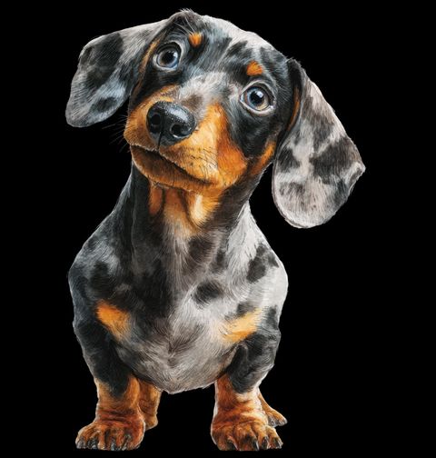 Obrázek produktu Dětské tričko Modrý Merle Jezevčík Blue Dapple Dachshund