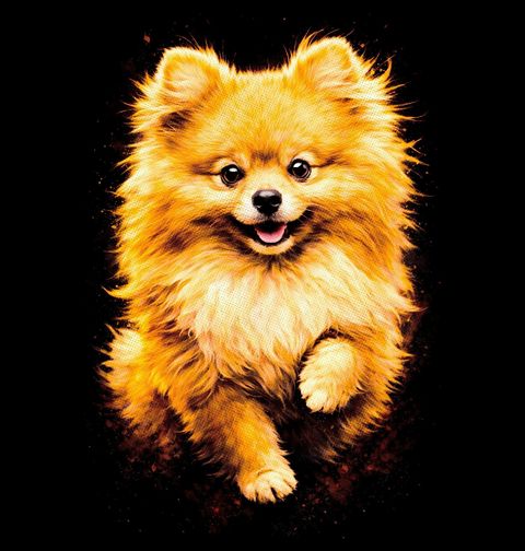 Obrázek produktu Pánské tričko Huňatý Pomeranian