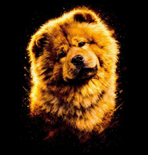 Obrázek produktu Dámské tričko Huňatý Chow Chow