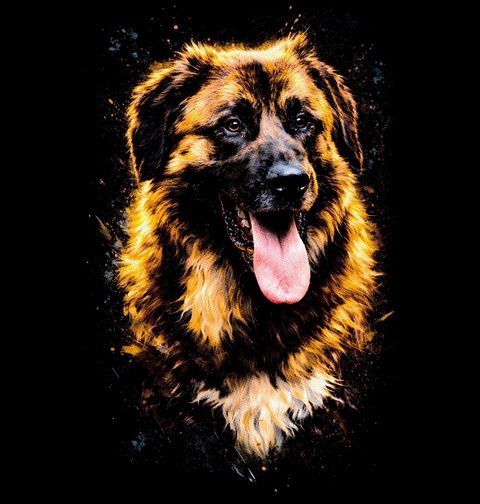 Obrázek produktu Pánské tričko Leonberger
