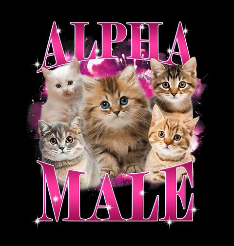 Obrázek produktu Dětské tričko Kočičí Alpha Male