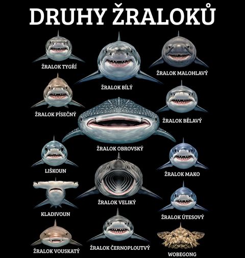 Obrázek produktu Pánské tričko Druhy Žraloků