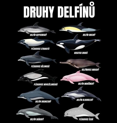 Obrázek produktu Dámské tričko Druhy Delfínů
