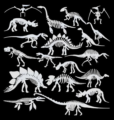 Obrázek produktu Dětské tričko Atlas Dinosauřích Koster