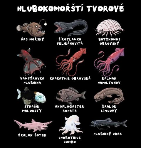 Obrázek produktu Dětské tričko Druhy Hlubokomořských Tvorů
