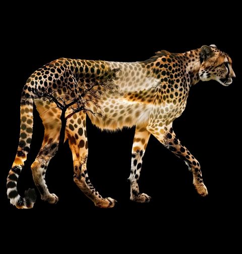 Obrázek produktu Dětské tričko Gepard Double Exposure