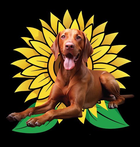 Obrázek produktu Dámské tričko Maďarský Ohař Vizsla se Slunečnící