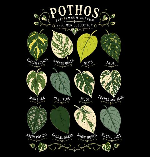 Obrázek produktu Pánské tričko Potos Přehled Odrůd