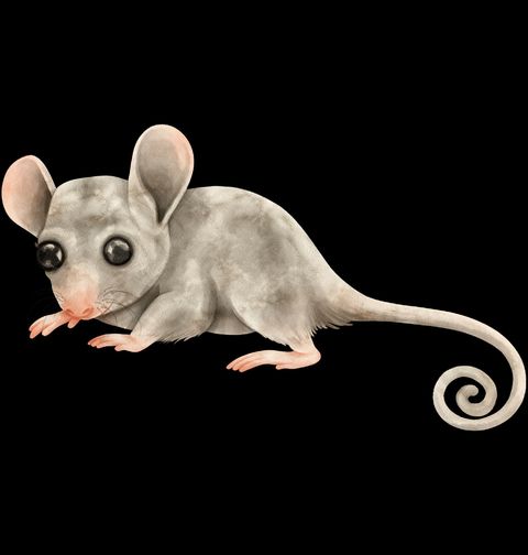 Obrázek produktu Dámské tričko Roztomilé Mládě Vačice Opossum