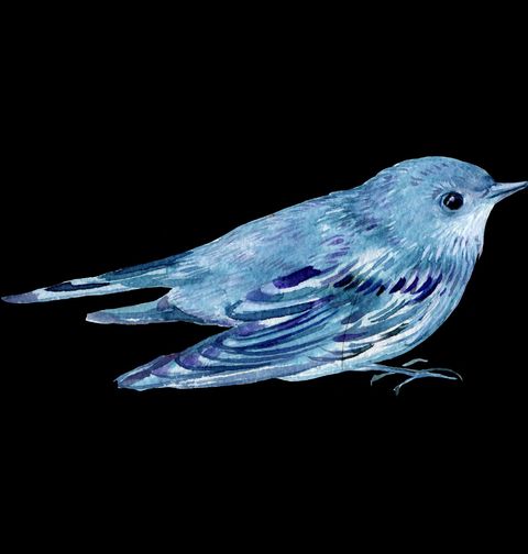 Obrázek produktu Dětské tričko Salašník horský Bluebird