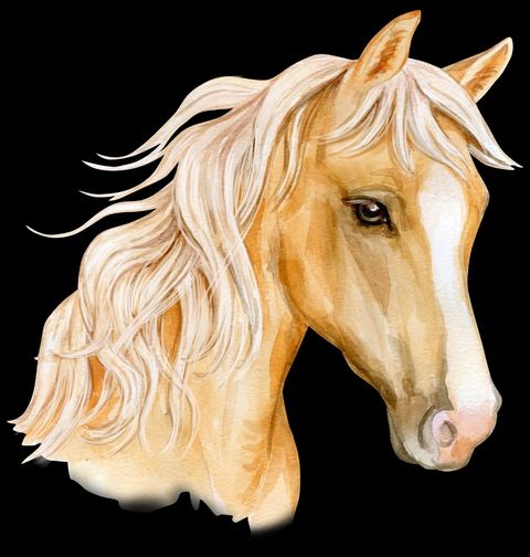 Obrázek produktu Dámské tričko Pohled Zlatého koně Palomino Horse