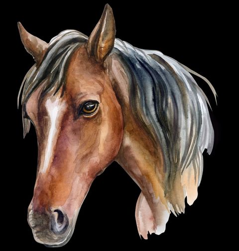 Obrázek produktu Pánská mikina Pohled Hnědého koně Brown Horse