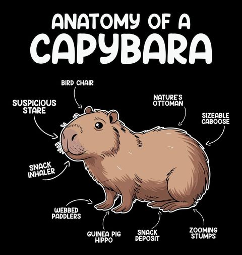 Obrázek produktu Pánské tričko Popis Kapybary Anatomy of a Capybara