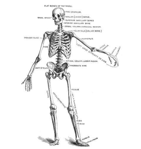 Obrázek produktu Dámské tričko Anatomie kostlivce Anatomy of  Skeleton