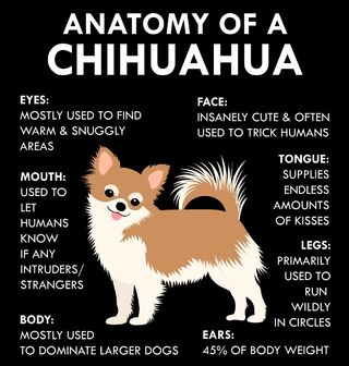 Obrázek 2 produktu Pánská mikina Popis Čivavy Anatomy of a Chihuahua