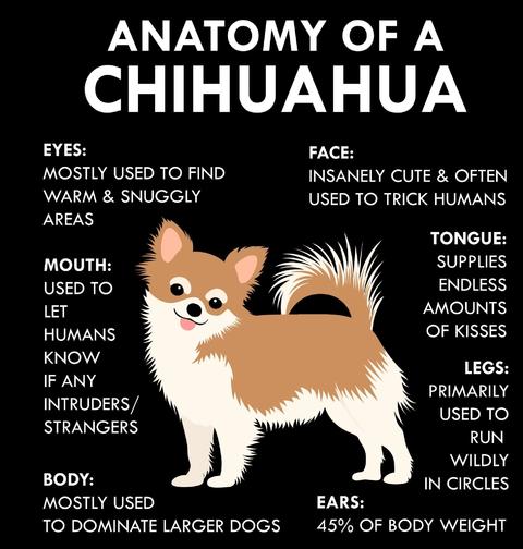 Obrázek produktu Dětské tričko Popis Čivavy Anatomy of a Chihuahua