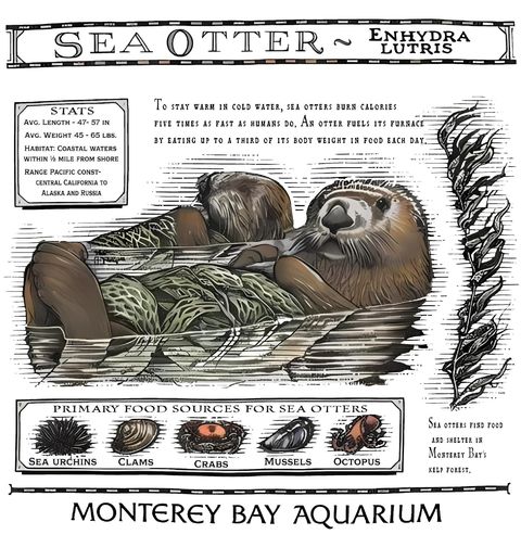 Obrázek produktu Dámské tričko Vydra mořská Monterey Bay Aquarium