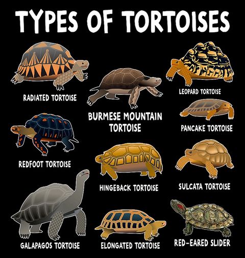 Obrázek produktu Pánské tričko Druhy Želv Types of Tortoises