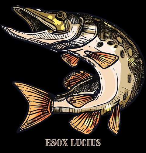 Obrázek produktu Pánské tričko Štika obecná Esox lucius