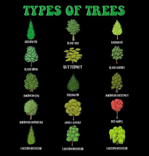 Obrázek produktu Pánské tričko Druhy Stromů Types of Trees